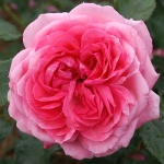 La Rose de Molinard (Ля роз де Молінар)